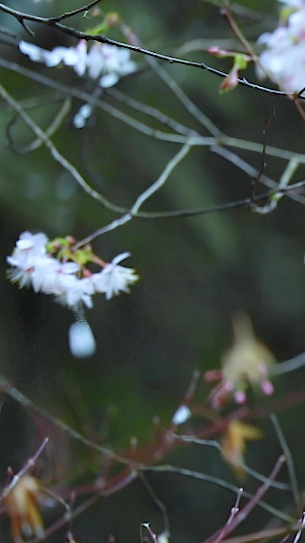 多角度慢动作升级拍摄春雨滴下的樱花素材集合视频的预览图