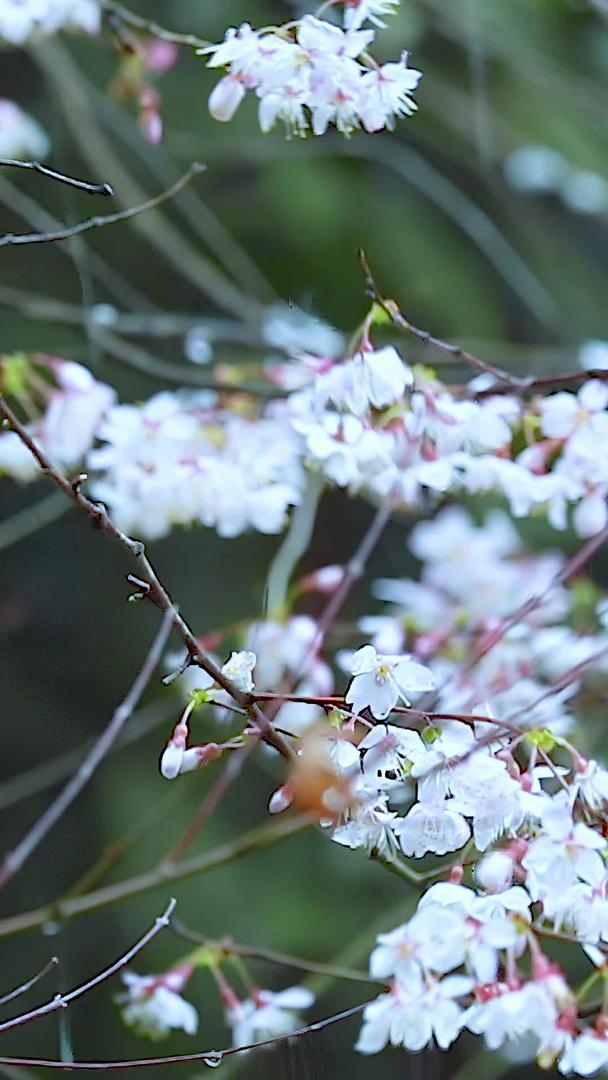多角度慢动作升级拍摄春雨滴下的樱花素材集合视频的预览图