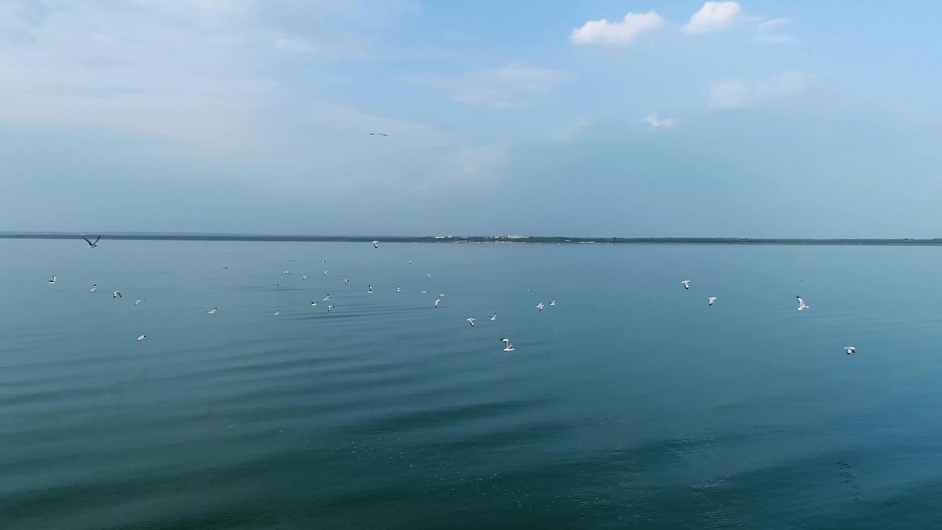 内蒙古淡水湖水鸟航拍视频的预览图