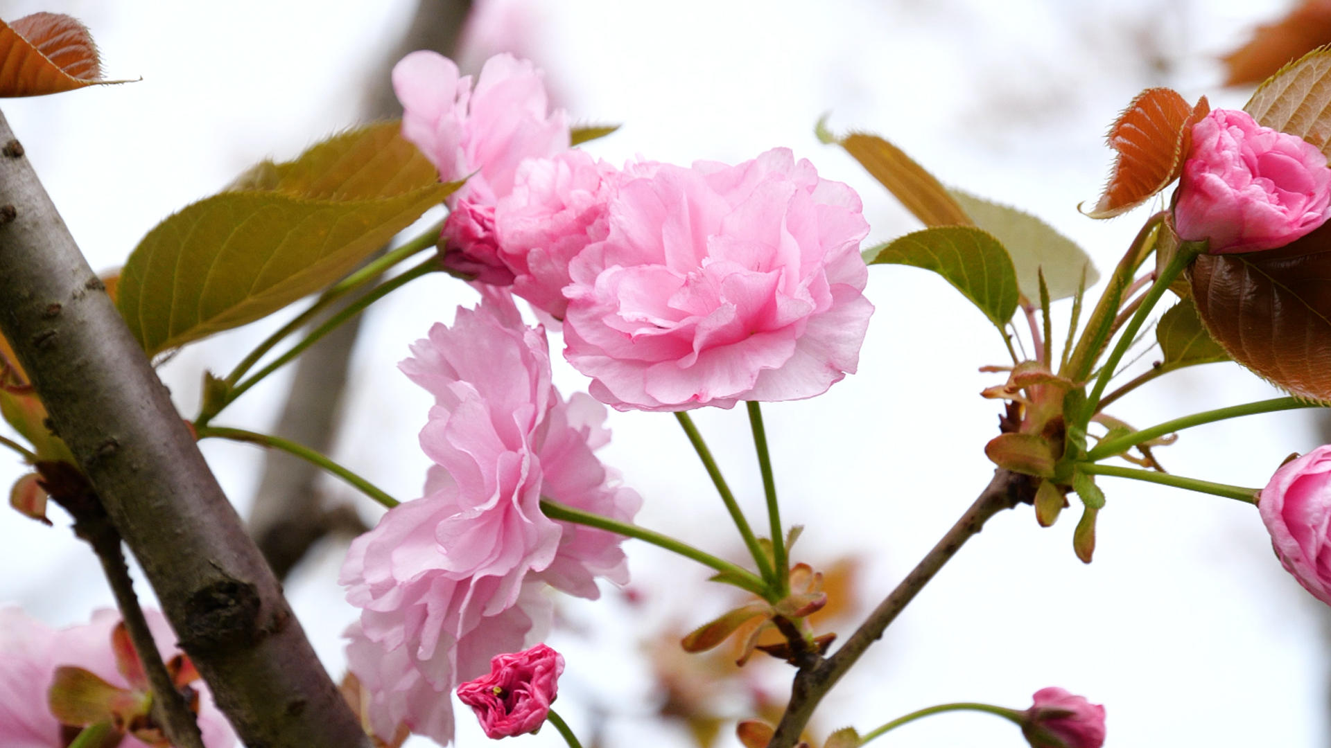 4K春天鲜花盛开日本晚樱花朵樱花视频的预览图