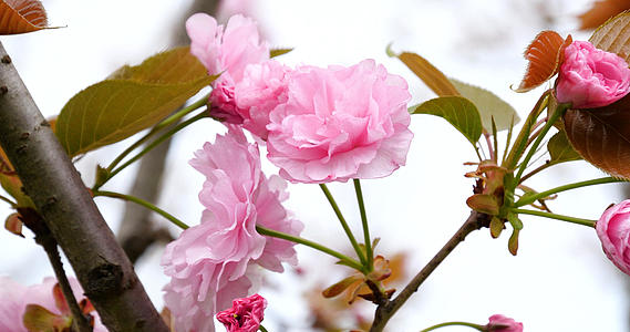 4K春天鲜花盛开日本晚樱花朵樱花视频的预览图