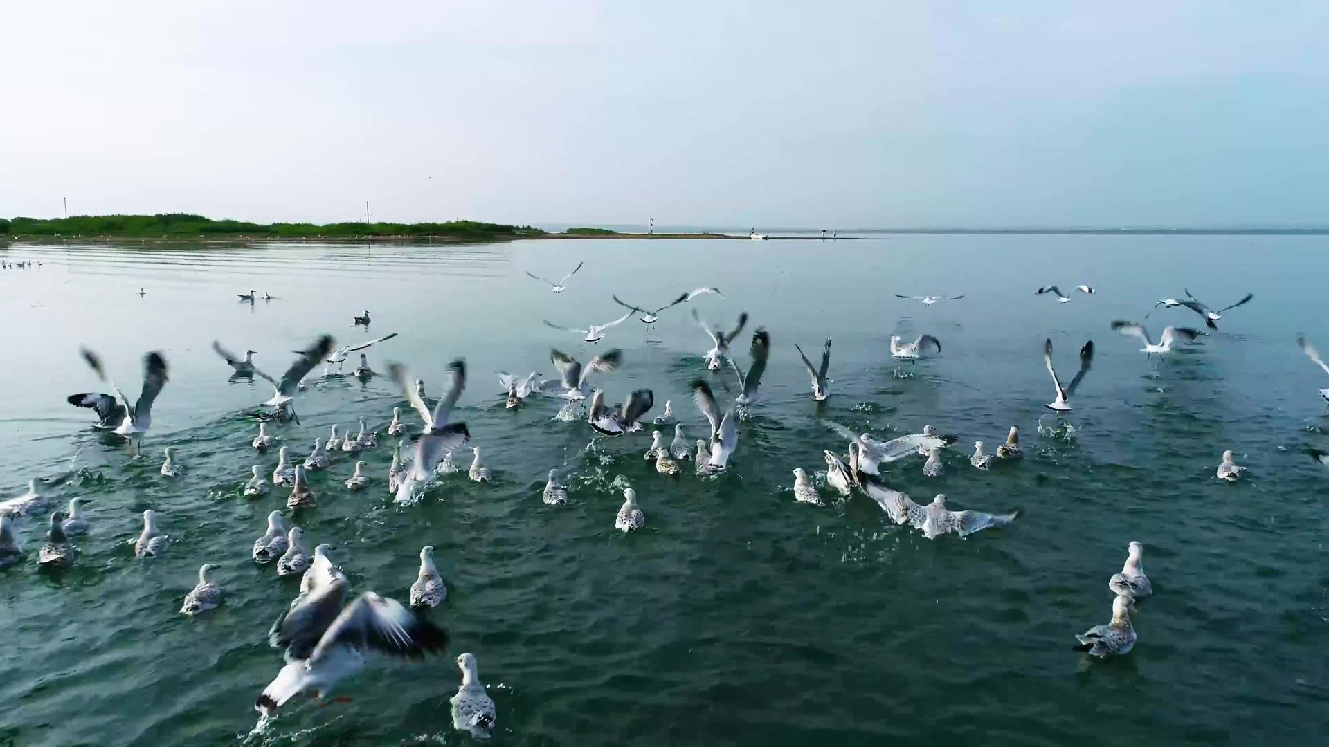 淡水湖候鸟航拍视频的预览图