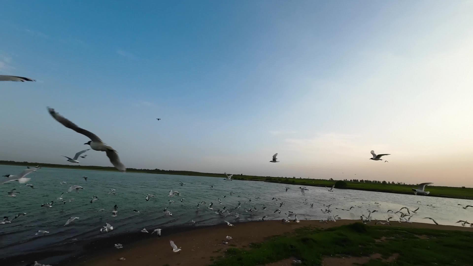 内蒙古淡水湖水鸟FPV航拍视频的预览图