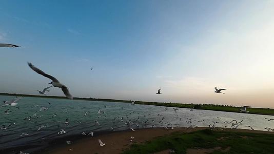 内蒙古淡水湖水鸟FPV航拍视频的预览图