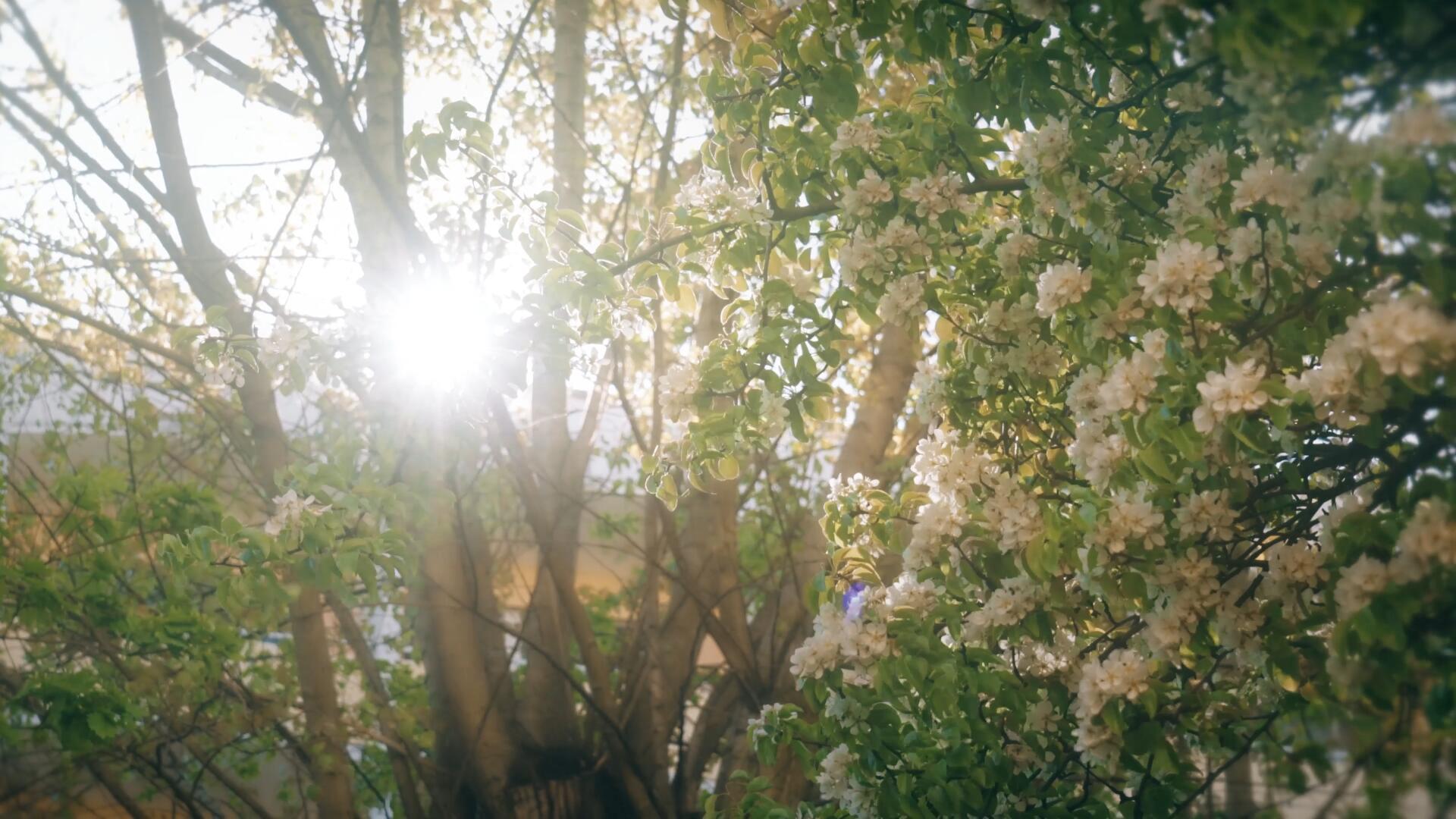 夏日阳光透过随风飘动盛开的花视频的预览图