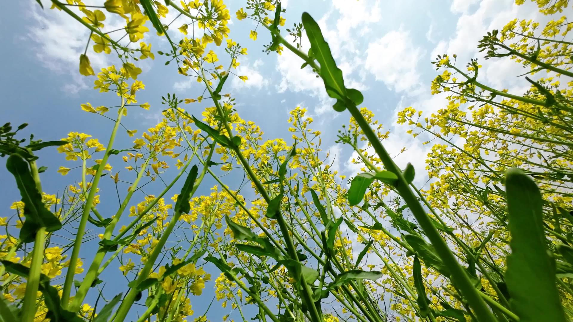 金黄油菜花升格拍摄视频的预览图