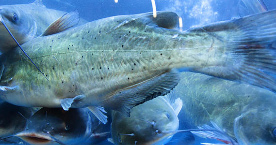 4K生鲜活鱼水产鱼缸里的鱼鮰鱼视频的预览图