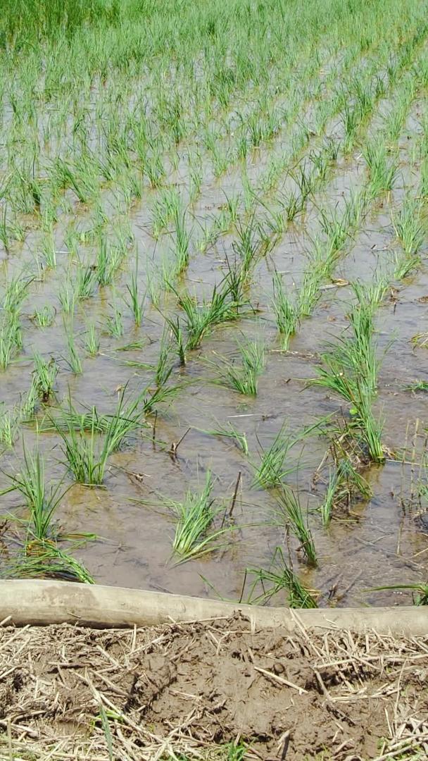 灌溉农田农业灌溉稻田洒水灌溉视频的预览图