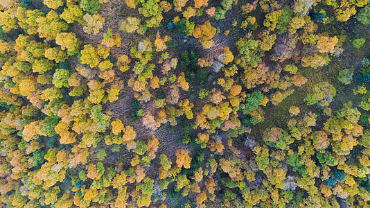 4K航拍坎布拉国家森林公园秋色视频的预览图