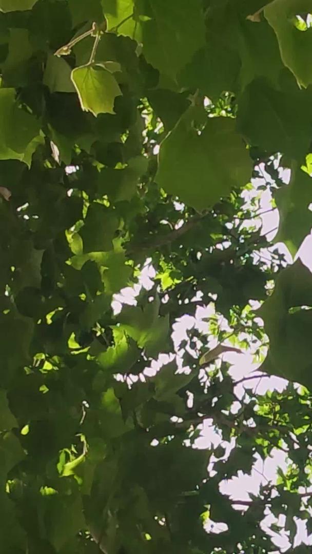 夏天树林里的阳光视频的预览图