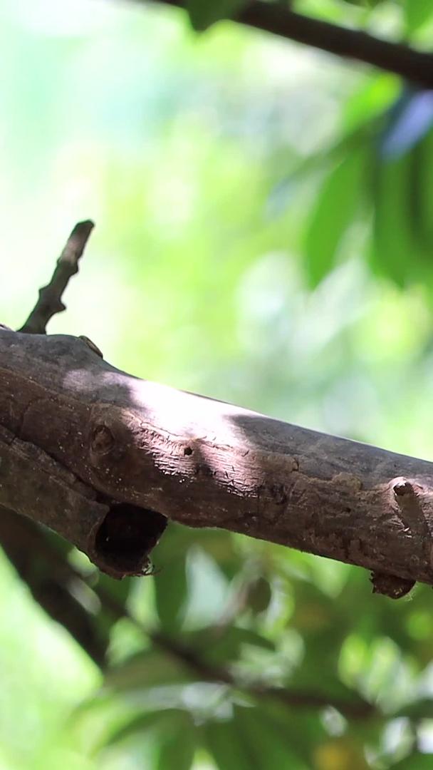 夏天树枝上的斑鸠视频的预览图