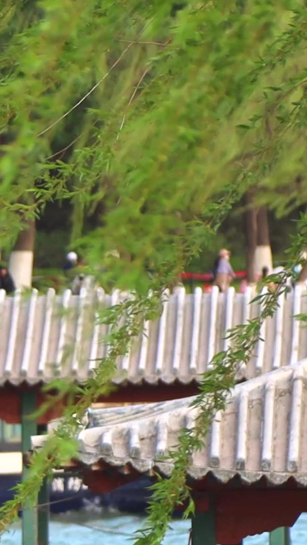 夏季北京5A景区颐和园昆明湖旁吹来的柳树视频的预览图