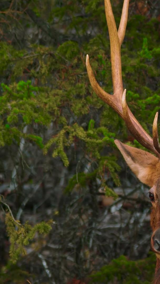林中野生动物麋鹿驯鹿视频的预览图