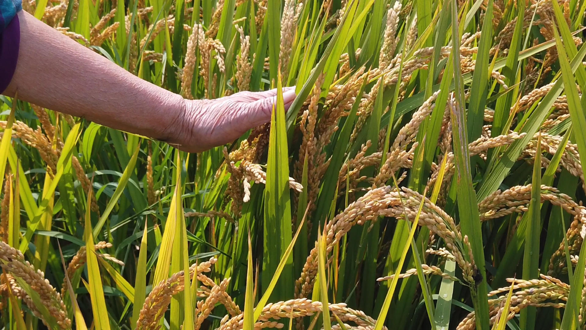 农民的手轻拂水稻视频的预览图