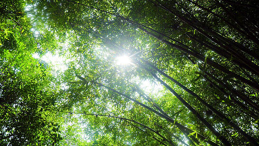 透过竹林的阳光视频的预览图