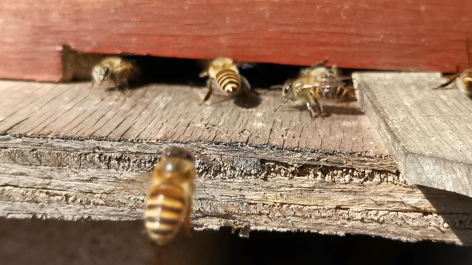 4K实拍勤劳的蜜蜂视频的预览图