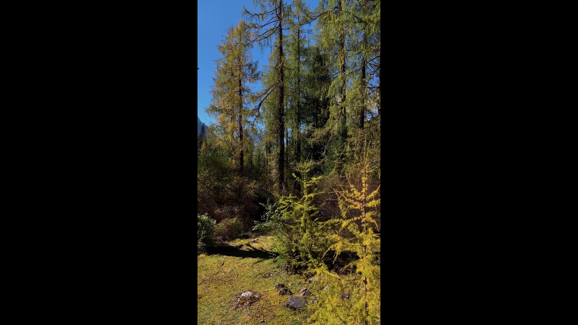 4k秋季红衫林实拍竖版视频视频的预览图