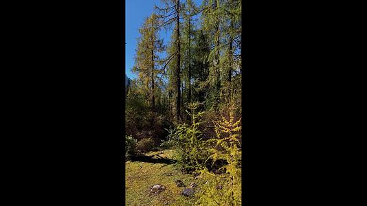 4k秋季红衫林实拍竖版视频视频的预览图
