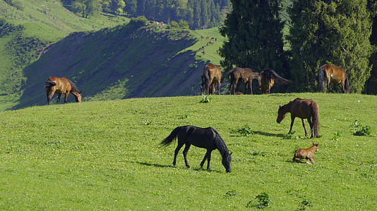 新疆伊犁恰西风景区畜牧业草原放马草地上吃草的马群实拍视频的预览图