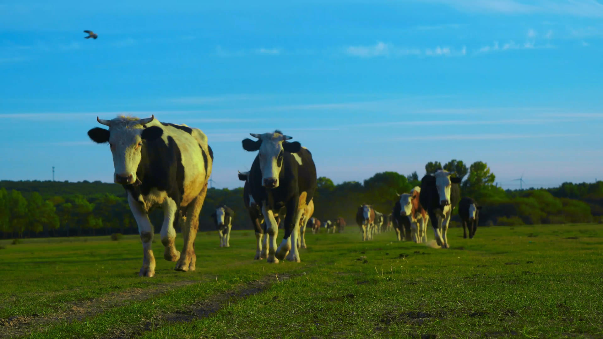 新疆伊犁恰西草地上一群走动的奶牛实拍视频的预览图