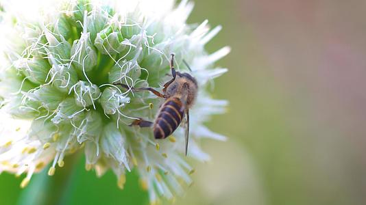 春天微距昆虫蜜蜂采蜜视频的预览图