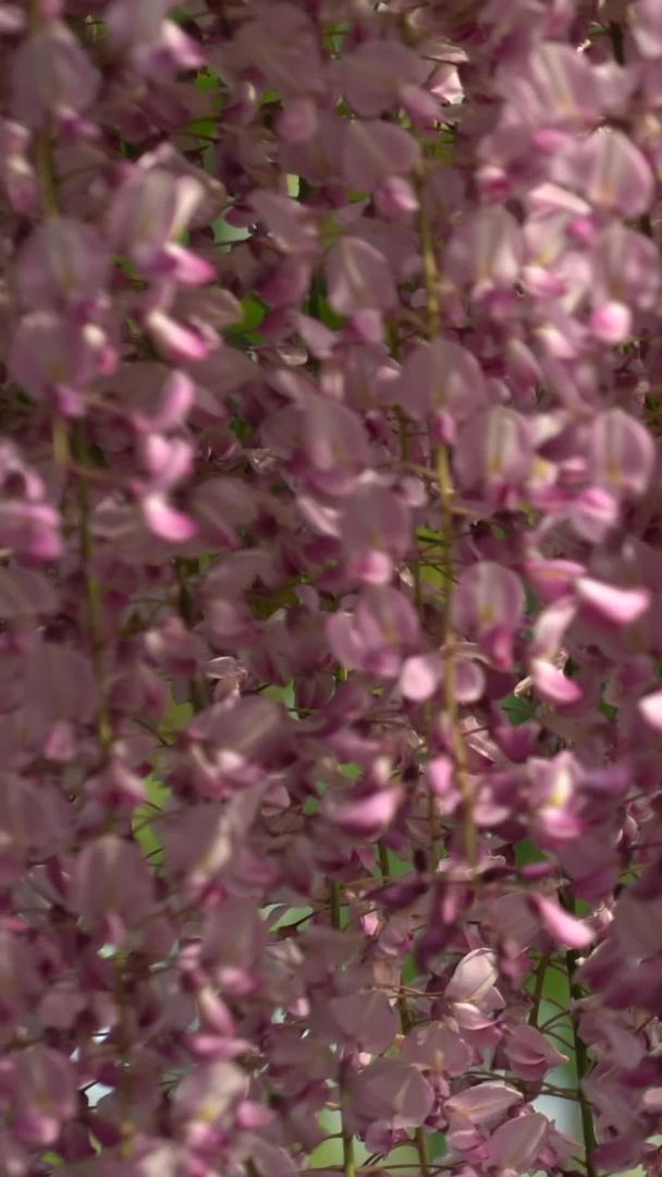 粉色紫藤花视频的预览图