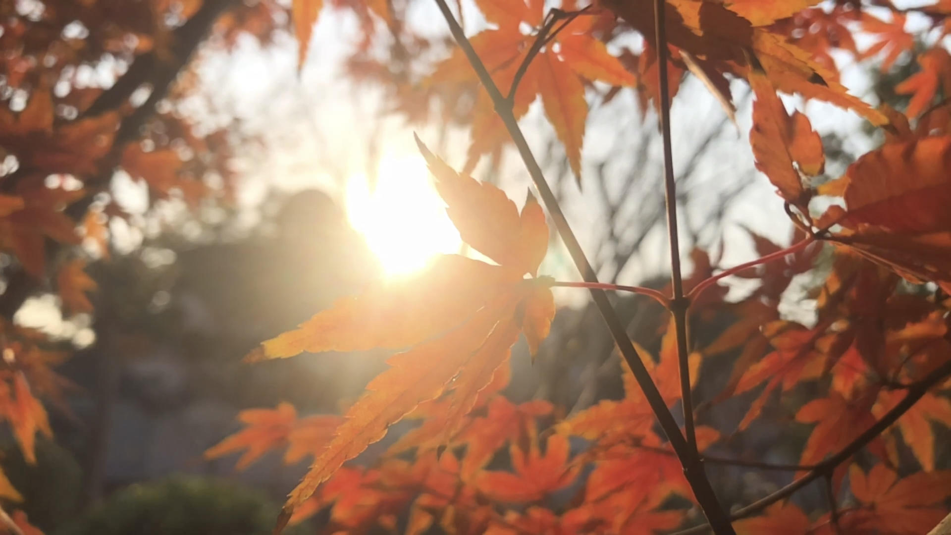 冬天午后暖阳下的枫叶视频的预览图