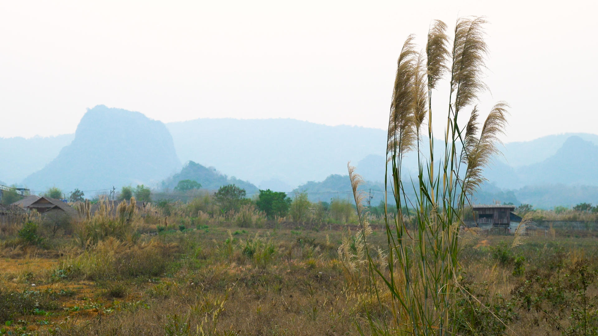 泰国山谷里风中飘荡的芦苇4K视频的预览图