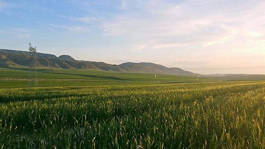 农业航拍农田小麦视频的预览图