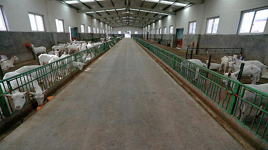山羊养殖厂视频的预览图