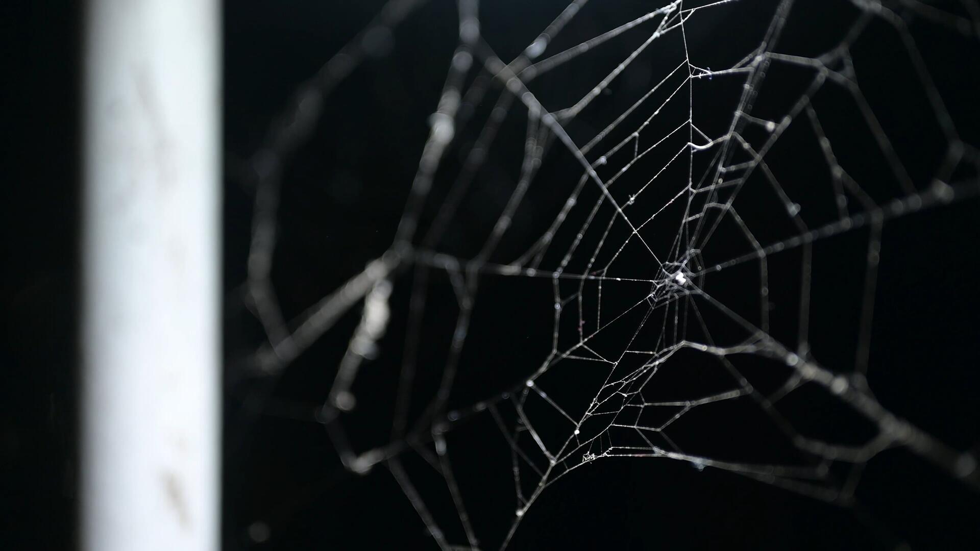 4k夜灯下的蜘蛛网视频的预览图