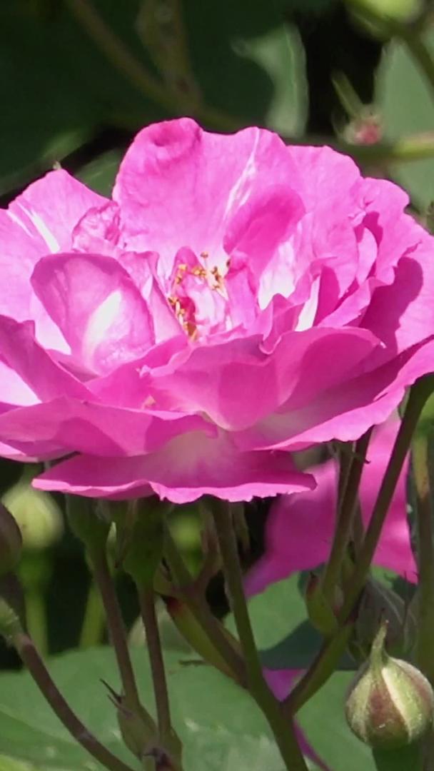 夏季自然风光盛开的玫瑰视频视频的预览图