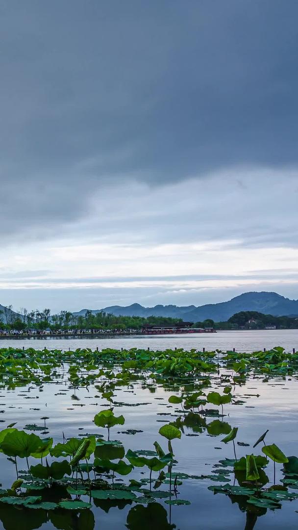 杭州西湖白提莲藕池延期材料视频的预览图