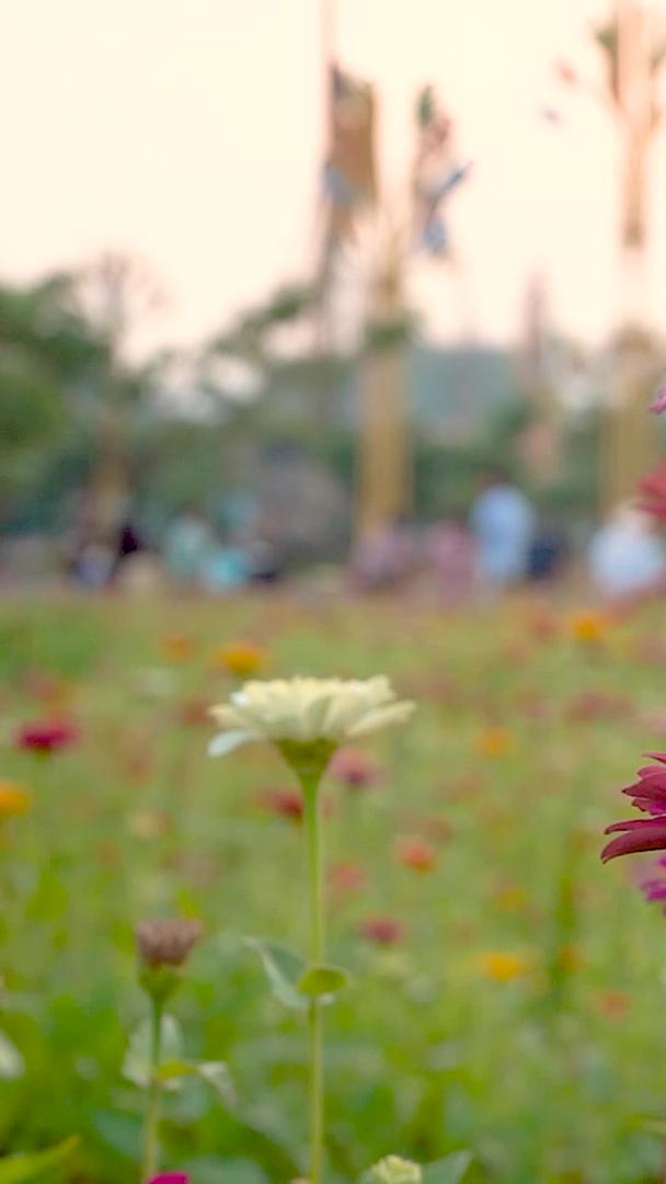 高清晰度实拍公园晚霞中的花儿视频的预览图