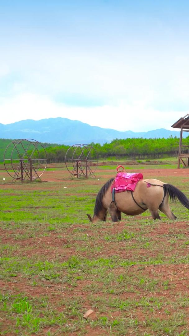 寻甸草原马在悠闲地吃草视频的预览图