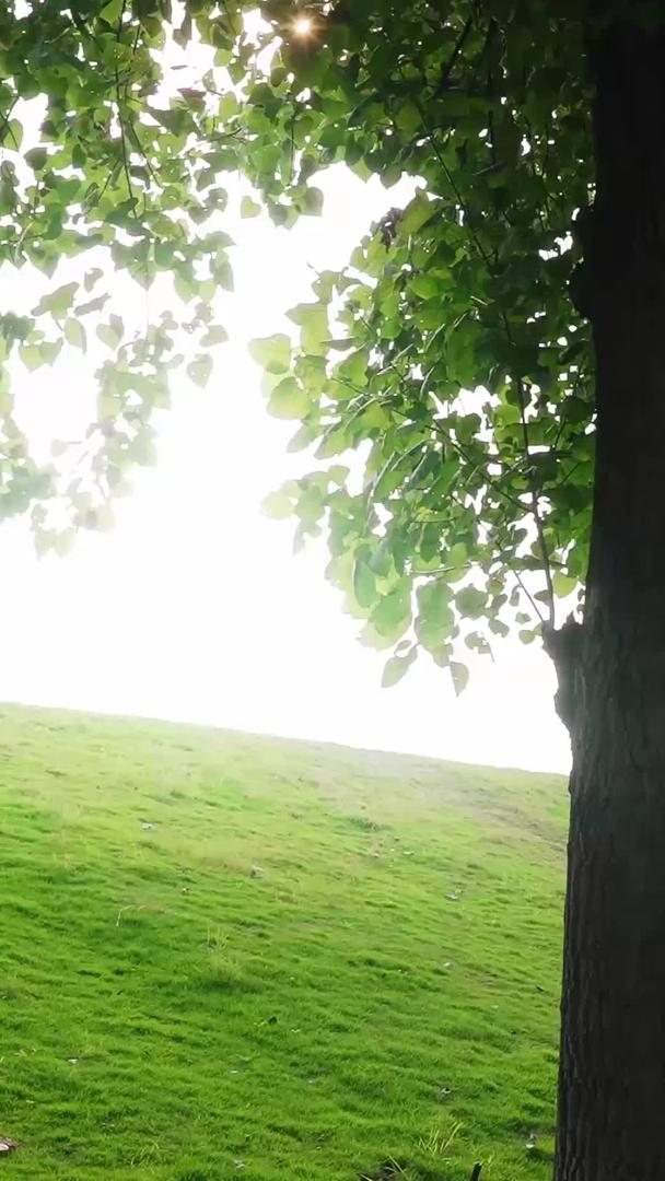 夏日的阳光穿过叶空镜朦胧美景视频的预览图