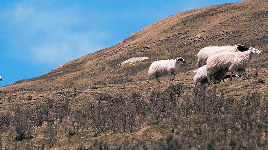 草原上的羊群视频的预览图