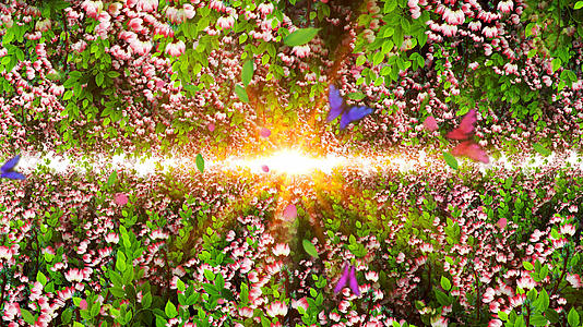 4K唯美的海棠花背景视频素材视频的预览图