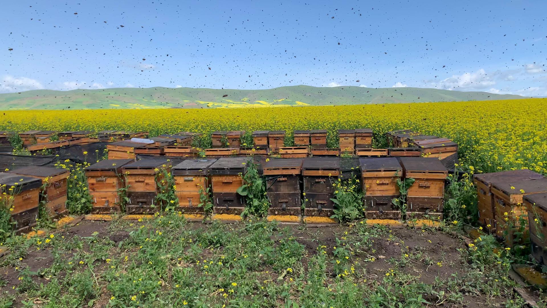 蜜蜂养殖视频视频的预览图