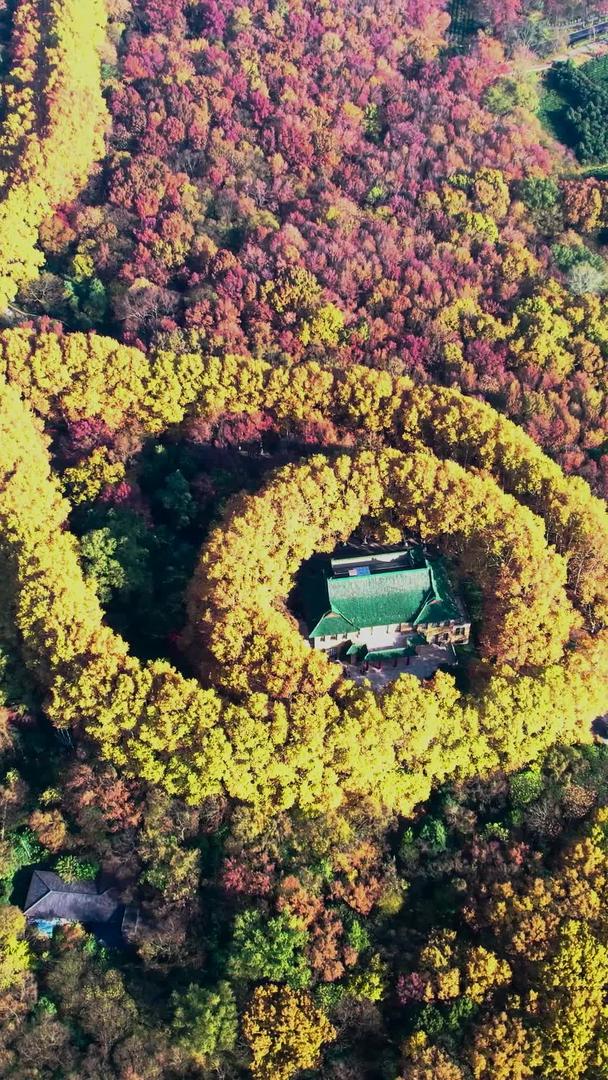 美龄宫中山陵风景区秋景视频的预览图