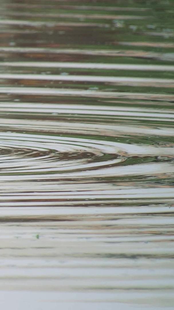 湖边的野生动物慢动作视频的预览图