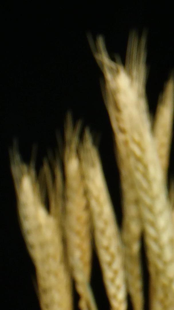 麦穗小麦种子粮食五谷庄稼视频的预览图
