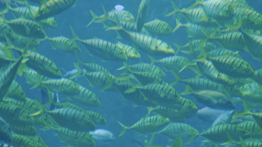 4k实拍海洋生物鱼群视频的预览图