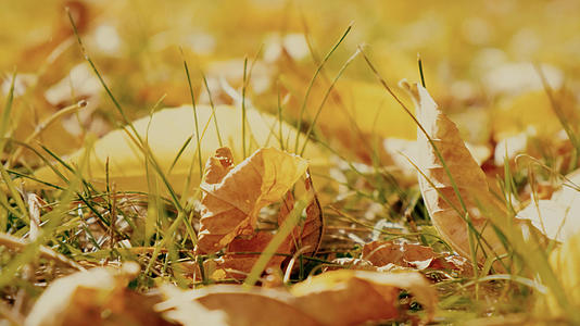 深秋落满树叶的地面视频的预览图