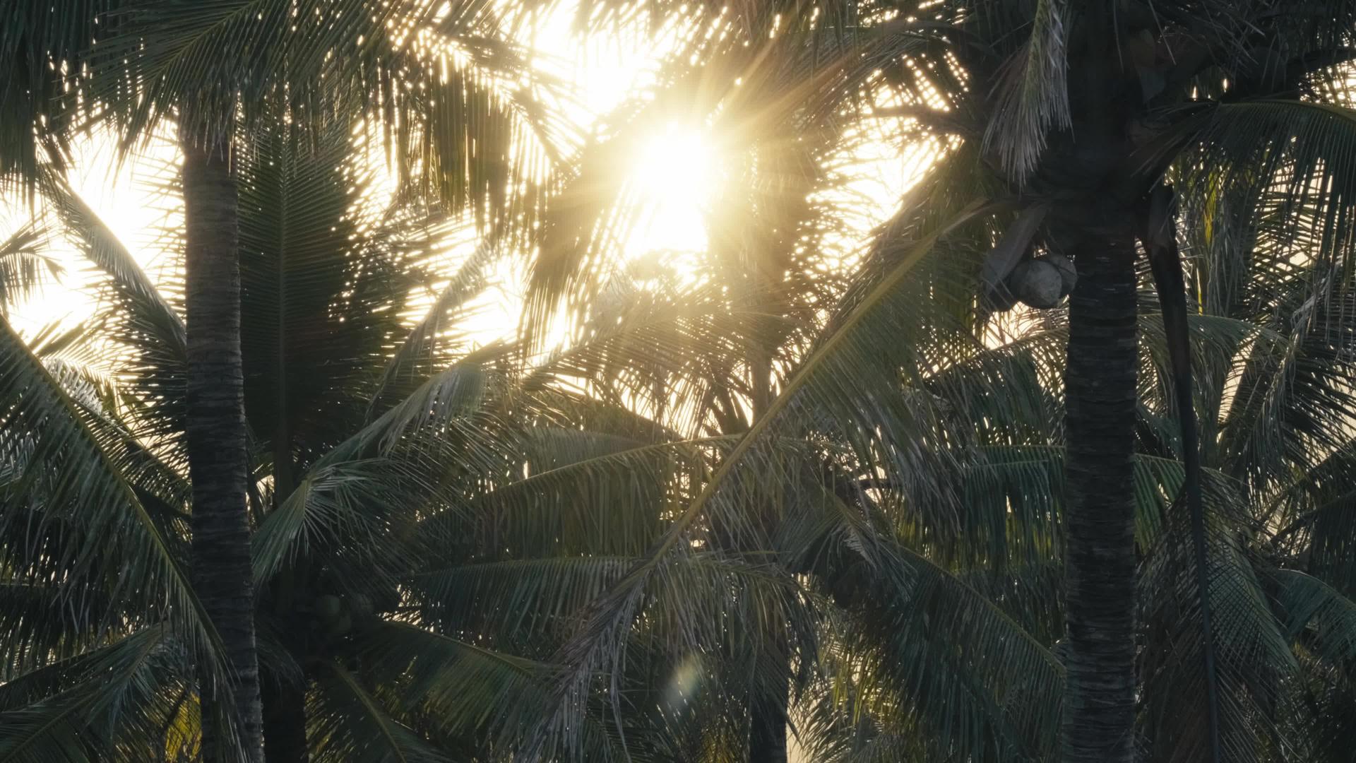 夏季海南椰林视频的预览图