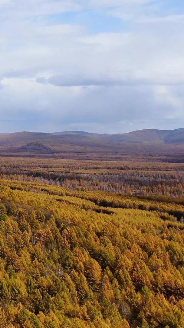 辽阔的大兴安岭原始森林秋景航拍视频视频的预览图