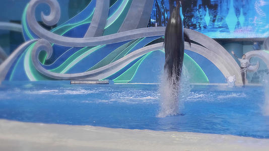 4k实拍水族馆海豚表演视频的预览图