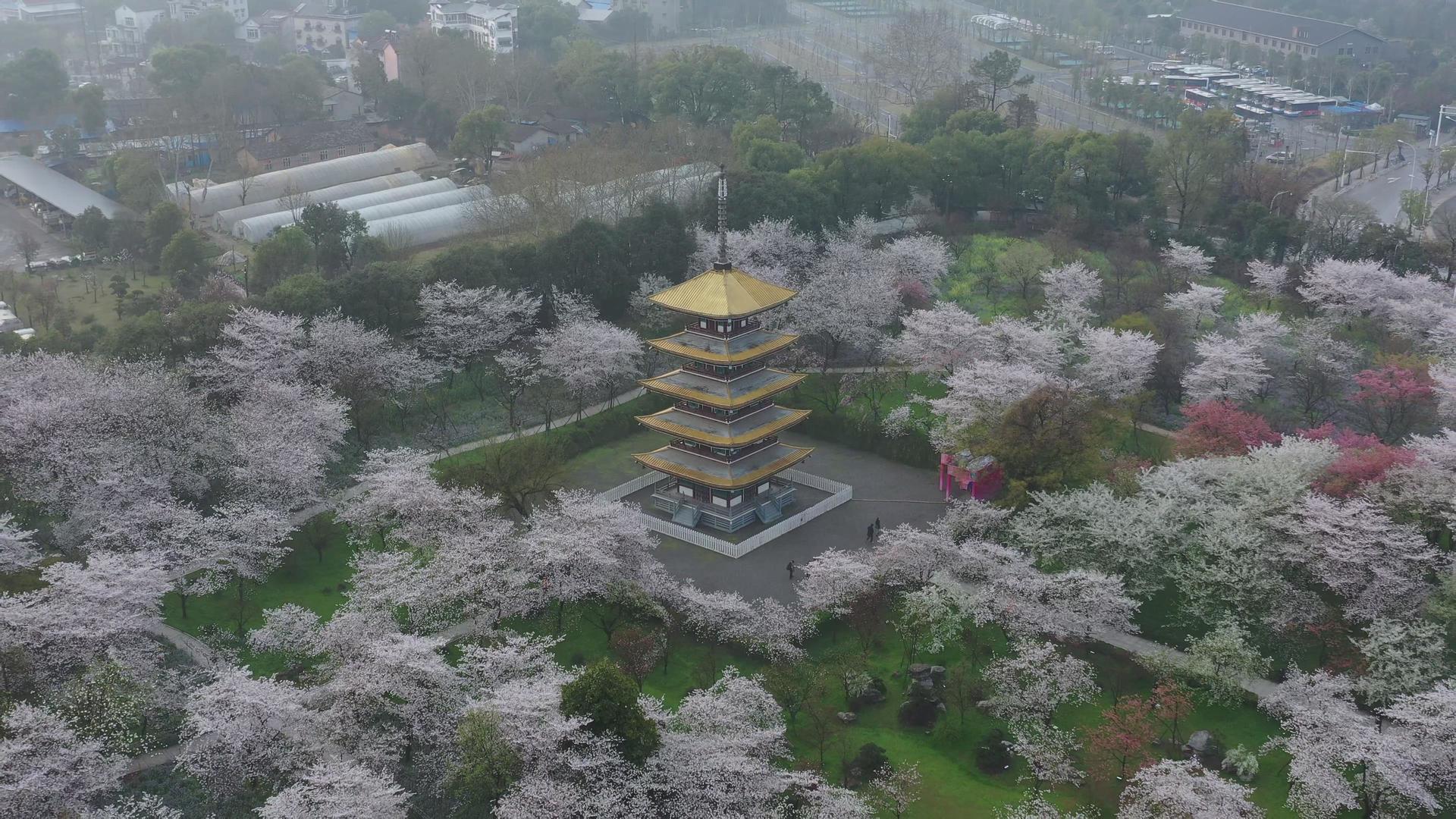 航拍武汉樱花园五重塔和满园春色视频的预览图