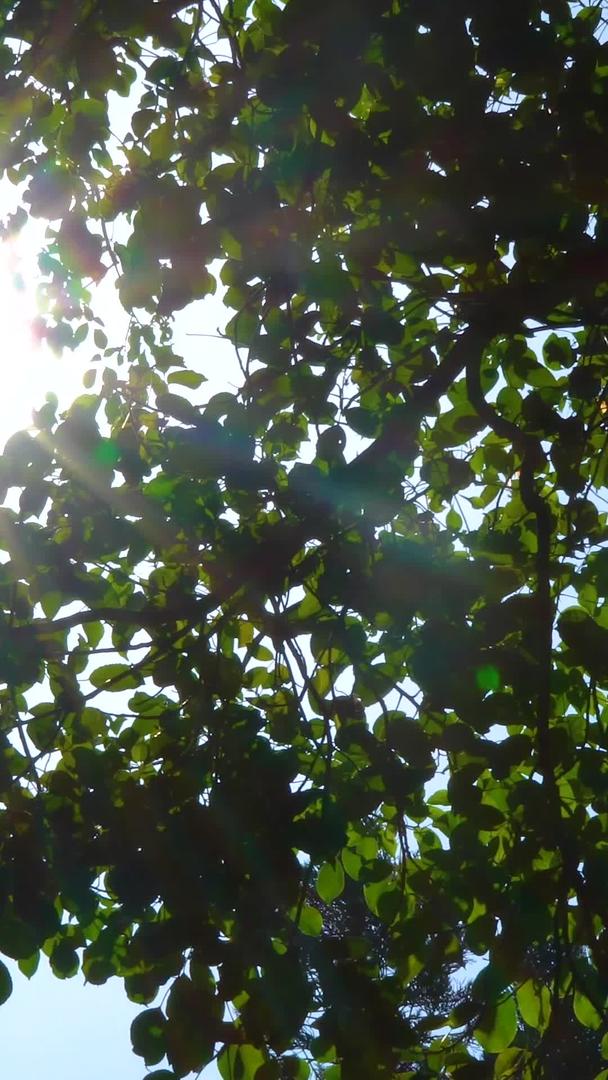 透过树叶的阳光合集视频的预览图