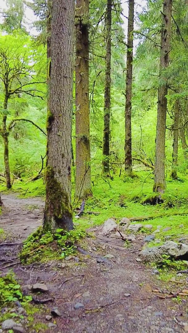 户外散步在森林之间视频的预览图